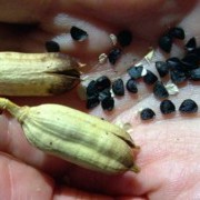 Agave Seeds